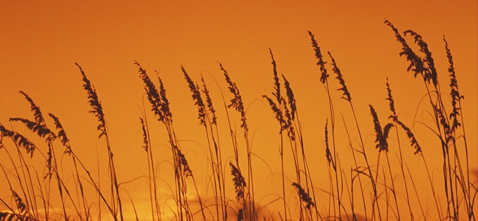 Grass stalks at sunset