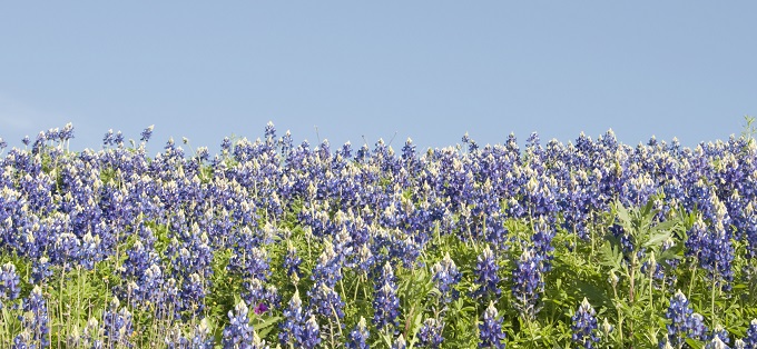 Bluebonnet field and sky