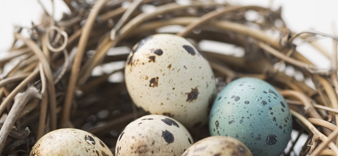 Speckled eggs in nest