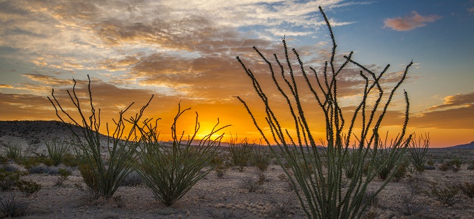 Article-Ocotillos-At-Sunrise-680x315