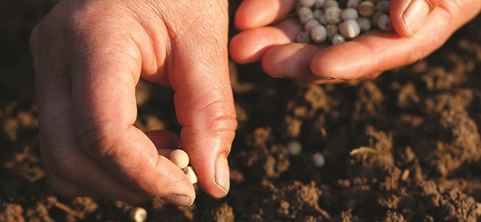 Planting seeds in field
