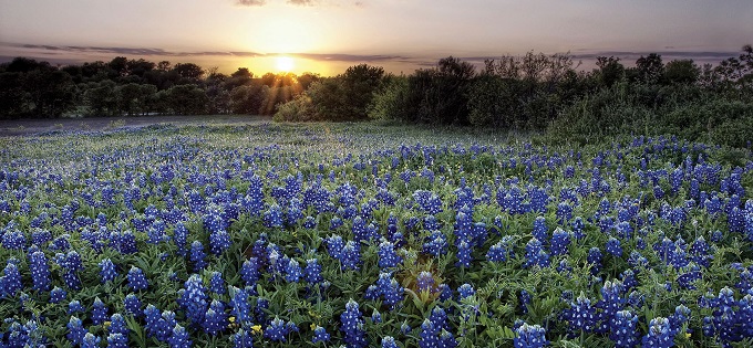 Sunrise over bluebonnet field