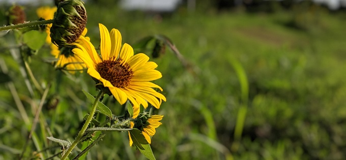 Texas sunflower