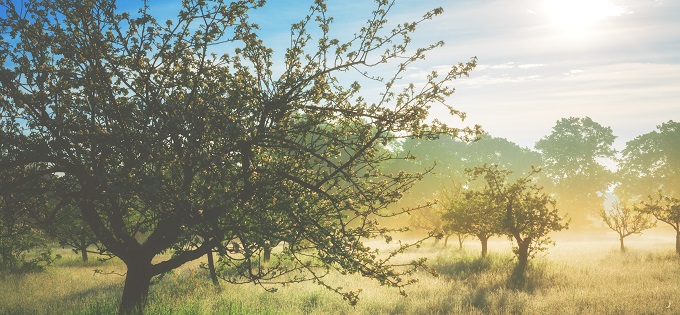 Misty-Sunrise-in-the-Orchard-680x315px