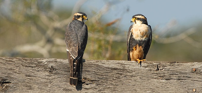Aplomado falcons on branch