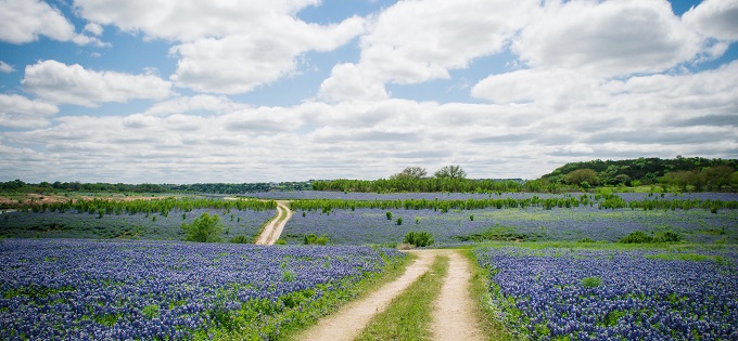 Bluebonnets and dirt road