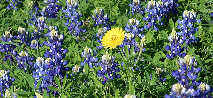 Spring2025Connections-TexasWildflowers-680x315