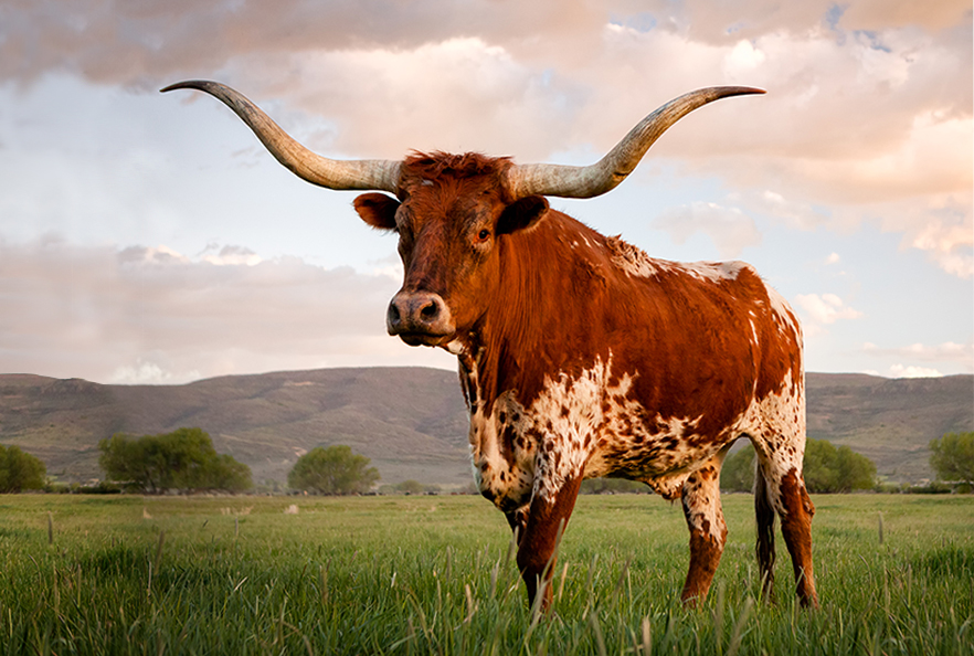 Home-SidebySide-Texas-Longhorn1-882x594